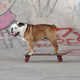 Illustration for article titled R.I.P. Tillman, the internet’s most famous skateboarding bulldog